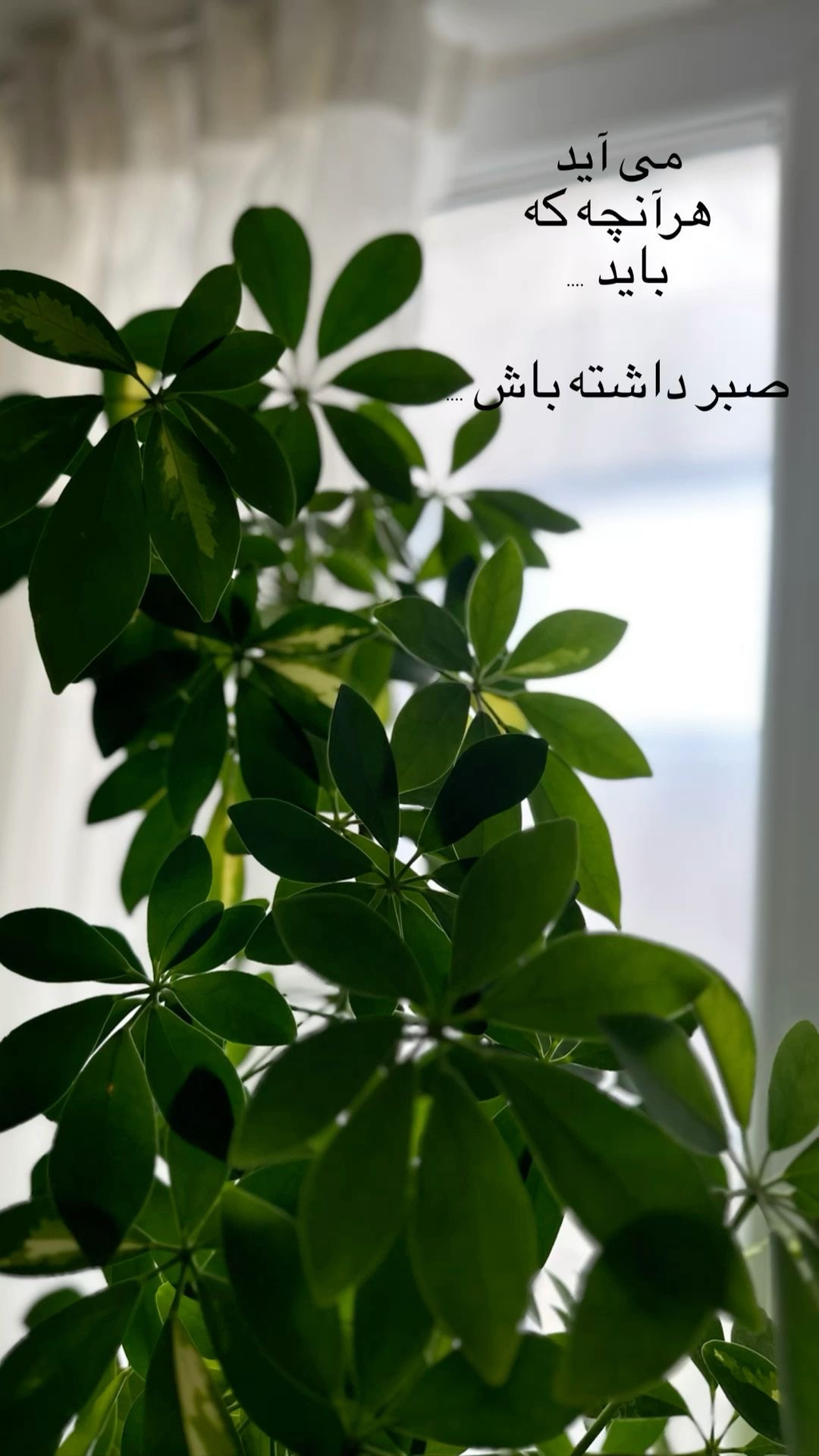 مهسا کلائی