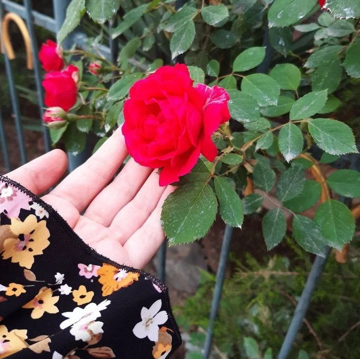 فاطمه ایرندگانی